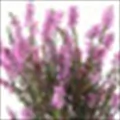 Heather
